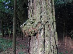 Tumor na borovici lesní (Pinus sylvestris L.) (22b)