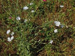 Čekanka obecná (Cichorium intybus L.) - rostlina s bílými květy (3a)