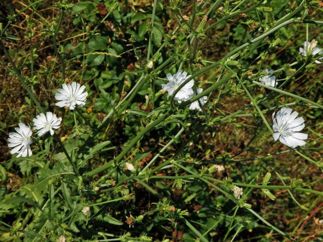 Čekanka obecná (Cichorium intybus L.) - rostlina s bílými květy (3b)