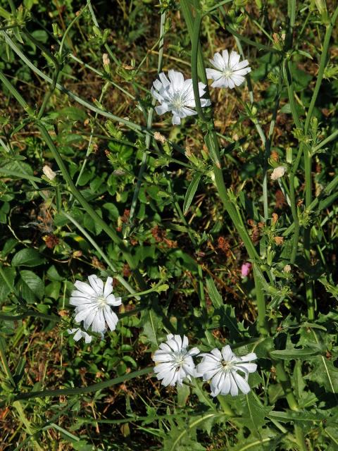 Čekanka obecná (Cichorium intybus L.) - rostlina s bílými květy (3c)