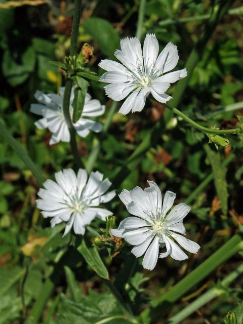 Čekanka obecná (Cichorium intybus L.) - rostlina s bílými květy (3d)