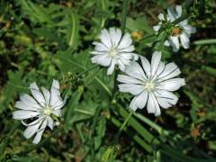 Čekanka obecná (Cichorium intybus L.) - rostlina s bílými květy (3e)
