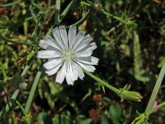 Čekanka obecná (Cichorium intybus L.) - rostlina s bílými květy (3f)