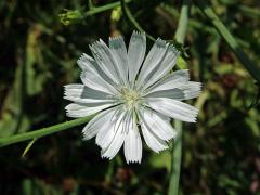 Čekanka obecná (Cichorium intybus L.) - rostlina s bílými květy (3g)