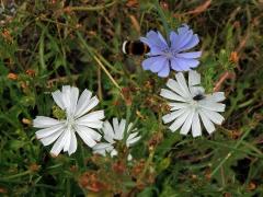 Čekanka obecná (Cichorium intybus L.) - rostlina s bílými květy (4)