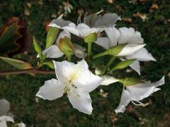 Bauhinia blakeana Dunn s bílými květy