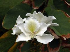 Bauhinia blakeana Dunn s bílými květy