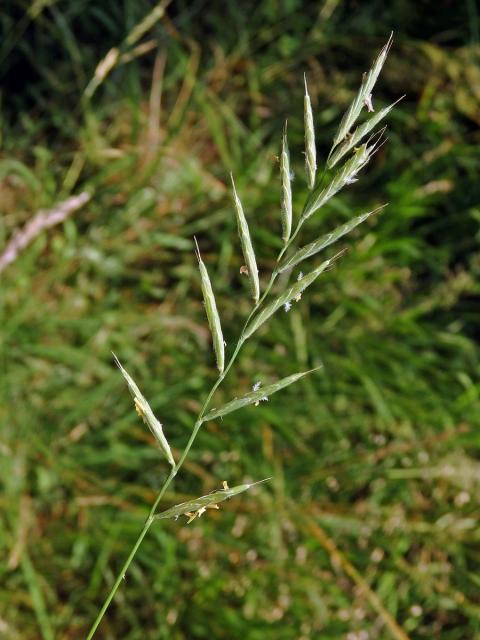 Válečka prapořitá (Brachypodium pinnatum (L.) P. Beauv.)