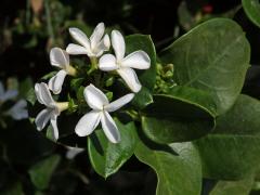 Carissa macrocarpa (Ecklon) A. DC.), čtyřčetný květ (2)