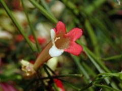 Russelia equisetiformis Schlecht. & Cham., dvoubarevné květy
