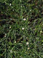 Astřička (Symphyotrichum squamatum (Spreng.) G. L. Nesom)