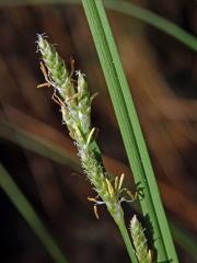 Ostřice šedavá (Carex canescens L.)