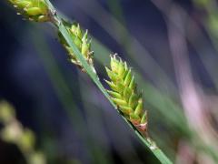 Ostřice šedavá (Carex canescens L.)