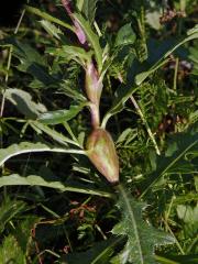 Hálky dvoukřídlé Urophora cardui, pcháč oset (Cirsium arvense (L.) Scop.)