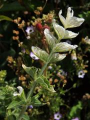 Šalvěj zahradní (Salvia viridis L.) s bílými květy
