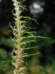 Poháňka hřebenitá (Cynosurus cristatus L.), proliferace květů