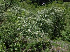 Jeřáb krasový (Sorbus eximia Kovanda)