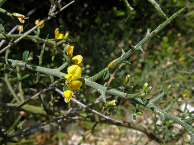Čilimka trnitá (Calicotome spinosa (L.) Link.)
