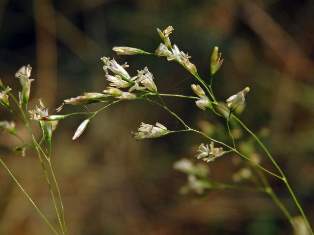 Metlice trsnatá (Deschampsia cespitosa (L.) P. Beauv.)