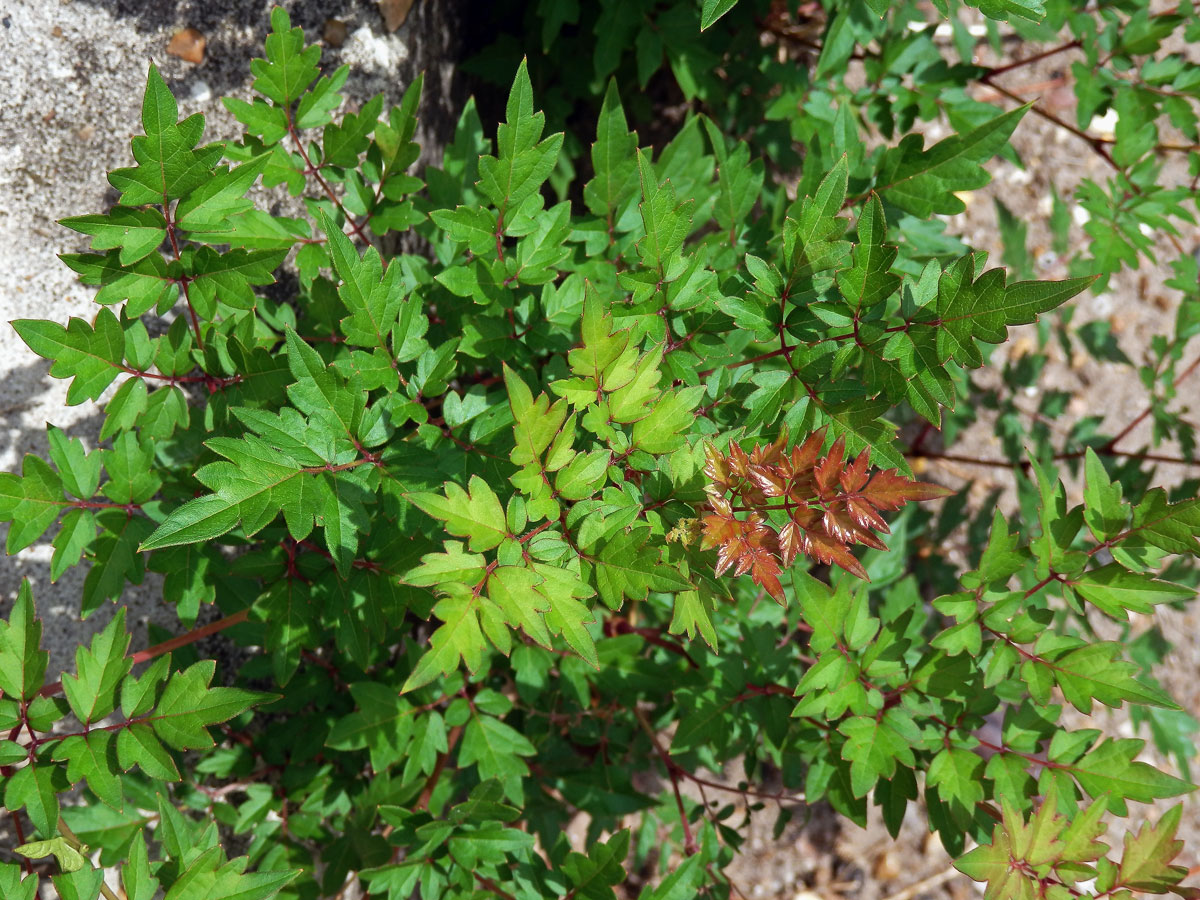 Révovník (Ampelopsis arborea (L.) Koehne)