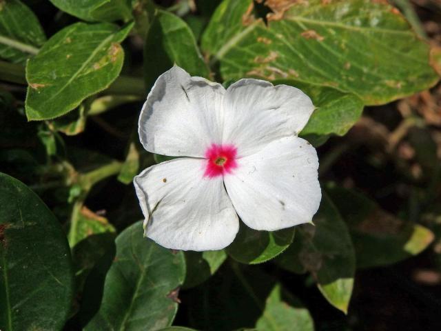 Catharanthus roseus (L.), čtyřčetný květ