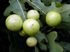 Hálky žlabatky dubové (Cynips quercusfolii)