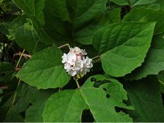 Clerodendrum chinense (Osb.) Mabberley
