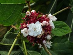 Clerodendrum chinense (Osb.) Mabberley