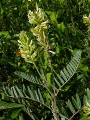 Kozinec (Astragalus canadensis L.)