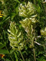 Kozinec (Astragalus canadensis L.)