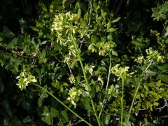 Ředkevník galský (Erucastrum gallicum (Willd.) O. E. Schulz)    