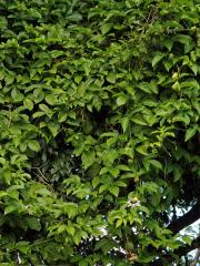 Mučenka purpurová (Passiflora edulis Sims var. flavicarpa)