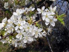 Třešeň, Slivoň atd. (Prunus L.)
