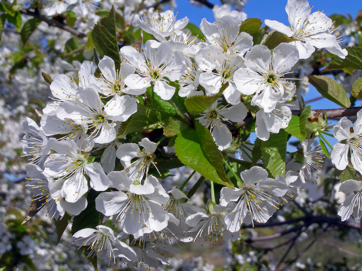 Třešeň ptačí (Prunus avium (L.) L.)