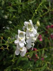 Angelonia salicariifolia Humb. & Bonpl.