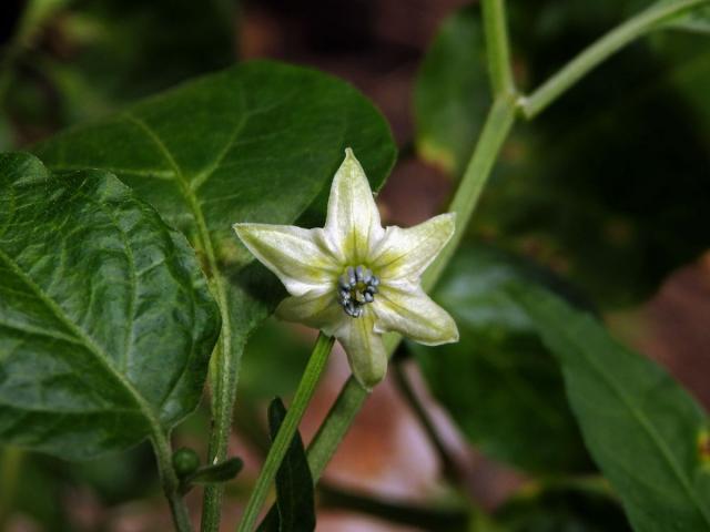 Paprika křovitá (Capsicum frutescens L.)