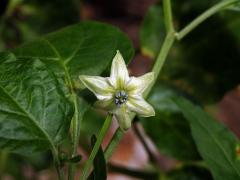 Paprika křovitá (Capsicum frutescens L.)