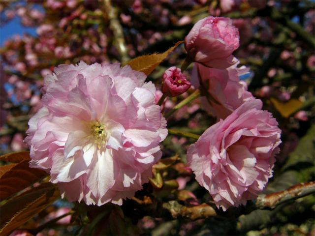 Sakura ozdobná (Prunus serrulata Lindl)