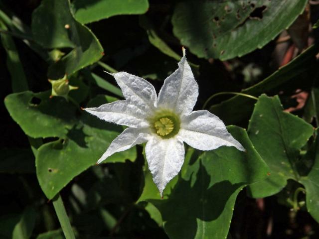 Coccinia grandis (L.) Voigt, šestičetný květ (2)
