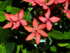 Ixora javanica (Blume) DC., šestičetný květ