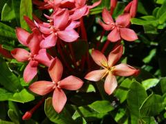 Ixora javanica (Blume) DC., pětičetný květ (8)