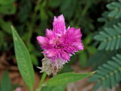 Větvené květenství nevadlece (Celosia) 