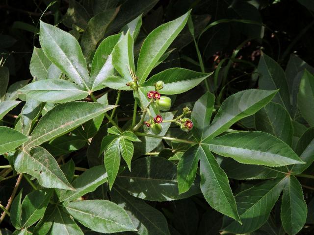 Dávivec bavlníkolistý (Jatropha gossypiifolia L.)