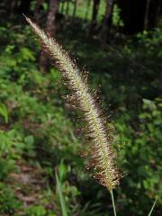 Dochan (Pennisetum polystachion (L.) J. A. Schultes)