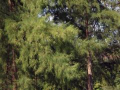 Přesličník přesličkolistý (Casuarina equisetifolia L.)   