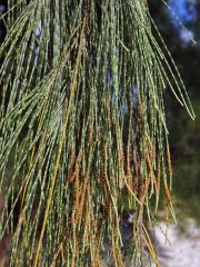 Přesličník přesličkolistý (Casuarina equisetifolia L.)