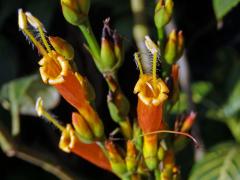 Sanchezie (Sanchezia nobilis Hook.)