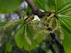 Čeleď: Jinanovité (Ginkgoaceae Engler)