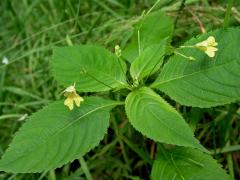 Netýkavka malokvětá (Impatiens parvoflora DC.)
