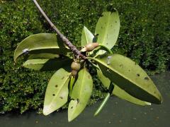 Čeleď: Kořenovníkovité (Rhizophoraceae R. Br.) 